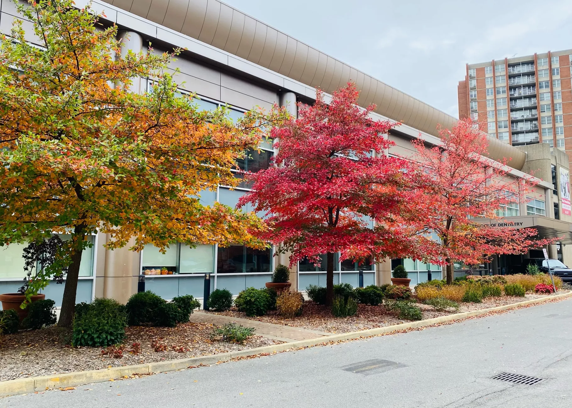 Trees with red and gold leaves in front of School of Dentistry